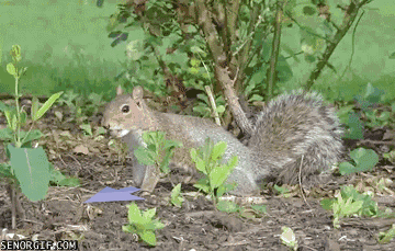 squirrel catapult gif