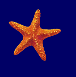 Starfish GIFs - Find & Share on GIPHY