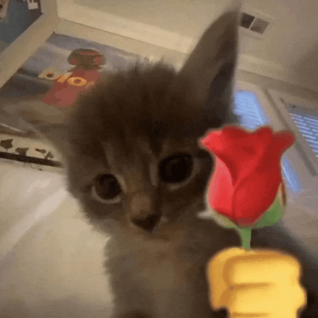 Rose Cat