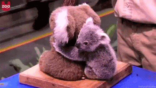 Hugging GIF - Find & Share on GIPHY