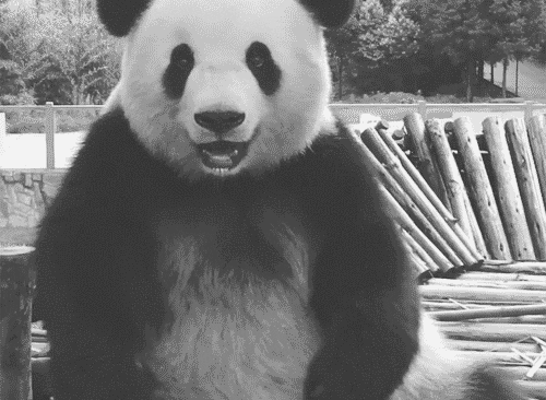 Black And White Bear GIF - Find & Share on GIPHY