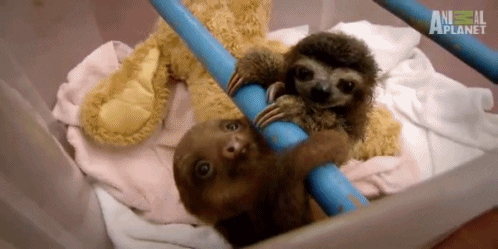 Sloths GIF - Find & Share on GIPHY