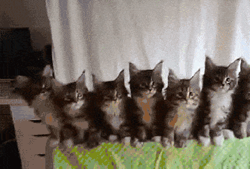Kittens GIF - Find & Share on GIPHY