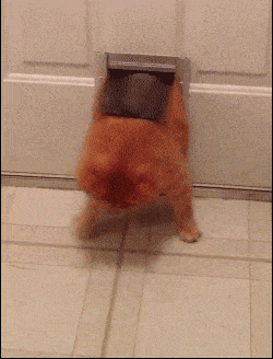 cat trying to enter