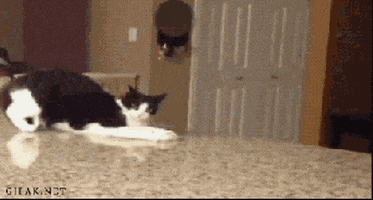 Cat Falling GIFs - Find & Share on GIPHY