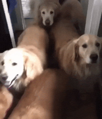 Love tails in animals gifs