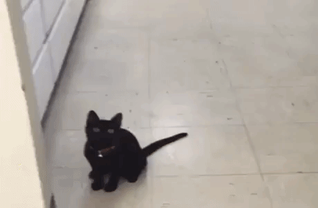 Cat gonna chase this in animals gifs