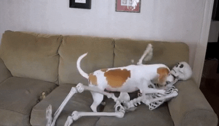 View Halloween Gif Funny Dog Pics