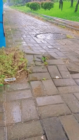 giphy.gif