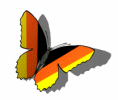 German Butterfly