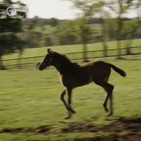 Pbs Nature Hair Flip GIF by Nature on PBS