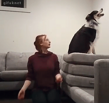 perrito confiando en su dueña