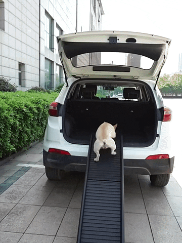 dog climbing car ramp into the truck of car