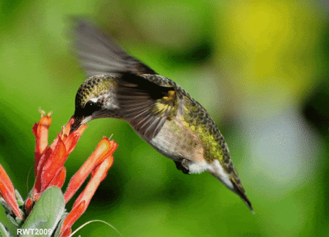 Mangeoires pour colibris: placez-les tôt! - Jardinier paresseux