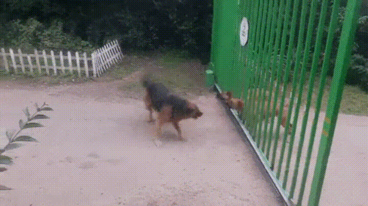 giphy.gif