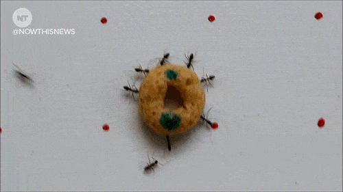 a group of ant working together to carry a piece of cereal