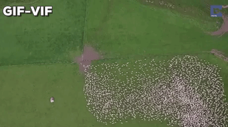 Mass Sheep Herding In New Zealand in funny gifs