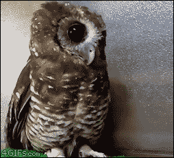 cute animals baby owl hoot