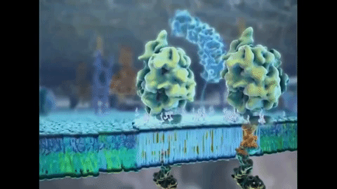 Animated GIF - Find & Share on GIPHY