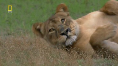 National Geographic Lion GIF