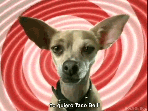 Chihuahua GIFs - Find & Share on GIPHY