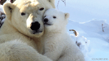 Polar Bear Time GIF - Find & Share on GIPHY