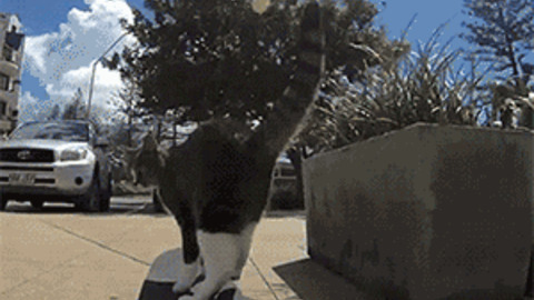Skate Cat
