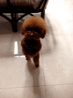 Dog Puppy Cute Dancing GIFs - Find & Share on GIPHY