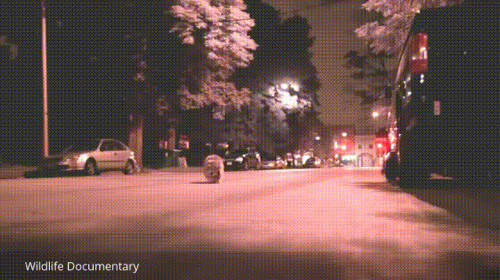 City Raccoon GIF - Find & Share on GIPHY