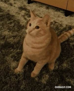 Cat Lose GIF - Find & Share on GIPHY