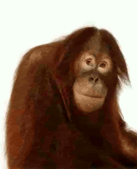 Monkeys GIFs - Find & Share on GIPHY