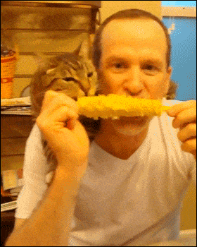 A man and cat sharing corn on the cob.