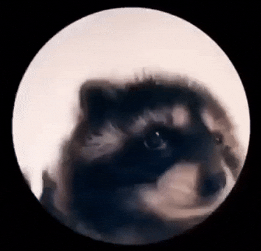 Funny Raccoon Meme