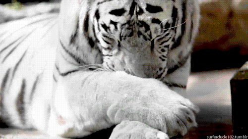 tiger clipart gif - photo #35