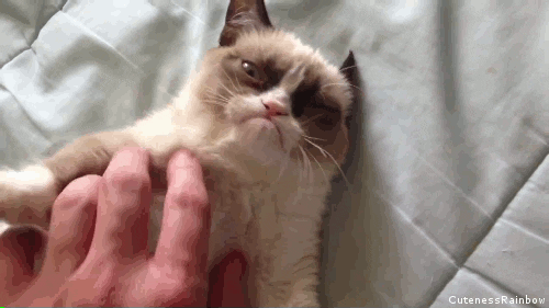  funny grumpy cat GIF