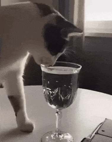Catto wants to drink water in cat gifs
