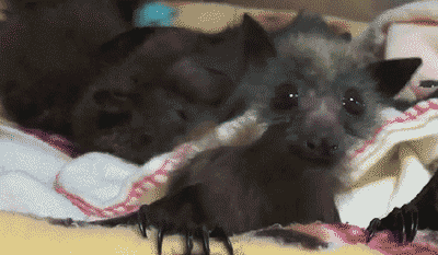 Bat Dancing GIF - Find & Share on GIPHY