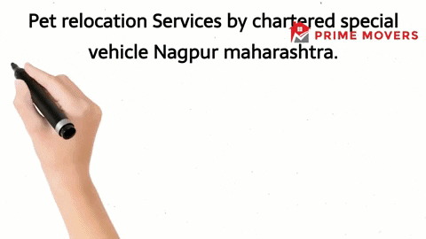 Pet Relocation Services Nagpur