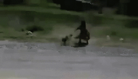 giphy.gif