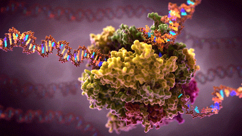 Scientific Illustration Cell Biology Animation Medical Dna Rna Polymerase Transcription GIF - Find & Share on GIPHY