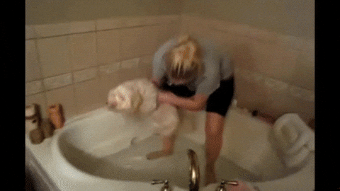 8 cosas que demuestran que, a pesar de sus travesuras, los perros son lo mejor como amigos - Imagen 4