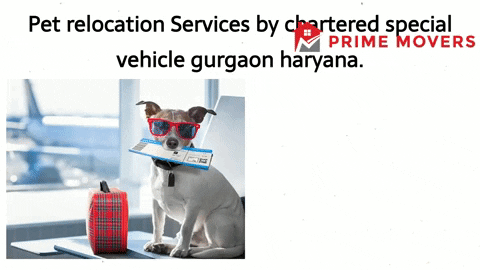Pet Transportation Services Gurgaon