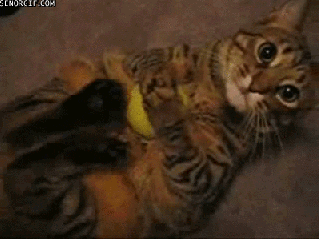 Cat Ball GIF - Find & Share on GIPHY