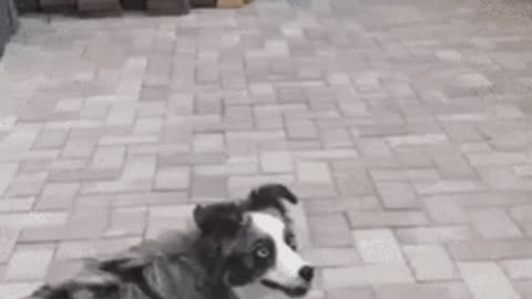 Nothing can stop this doggo