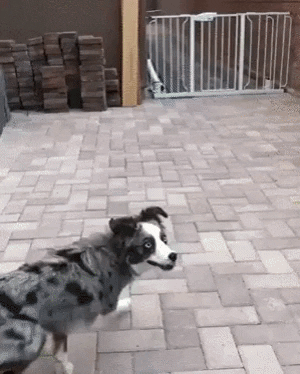 Nothing can stop this doggo in dog gifs