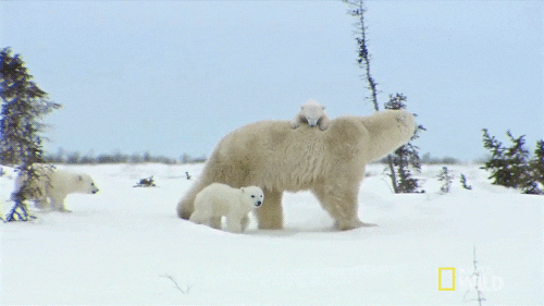 polar bear mama bear