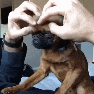 Head massage in dog gifs
