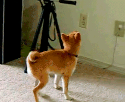 Shiba GIFs Find & Share on GIPHY