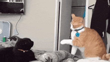 Ready too fight in cat gifs