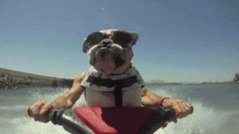 Doggy Ride best Gif